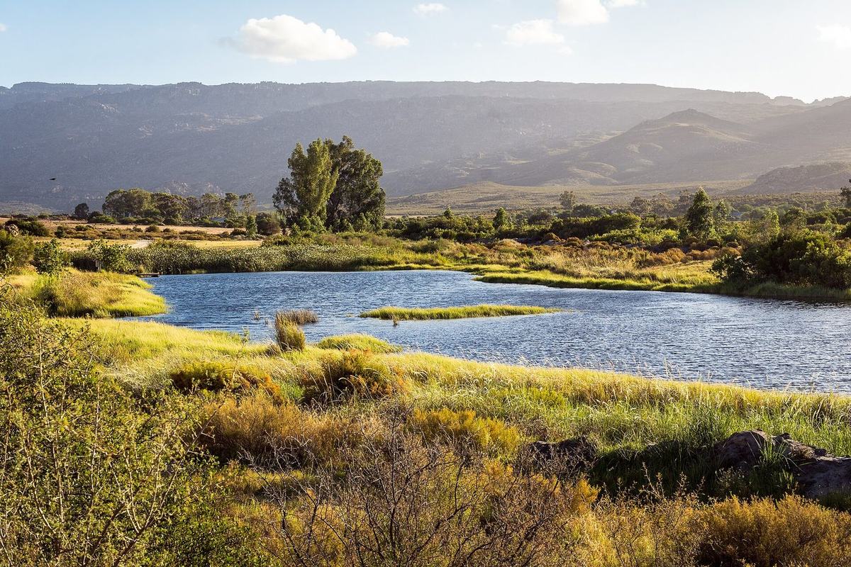 Still water and reeds in the northern Cederberg in low golden light