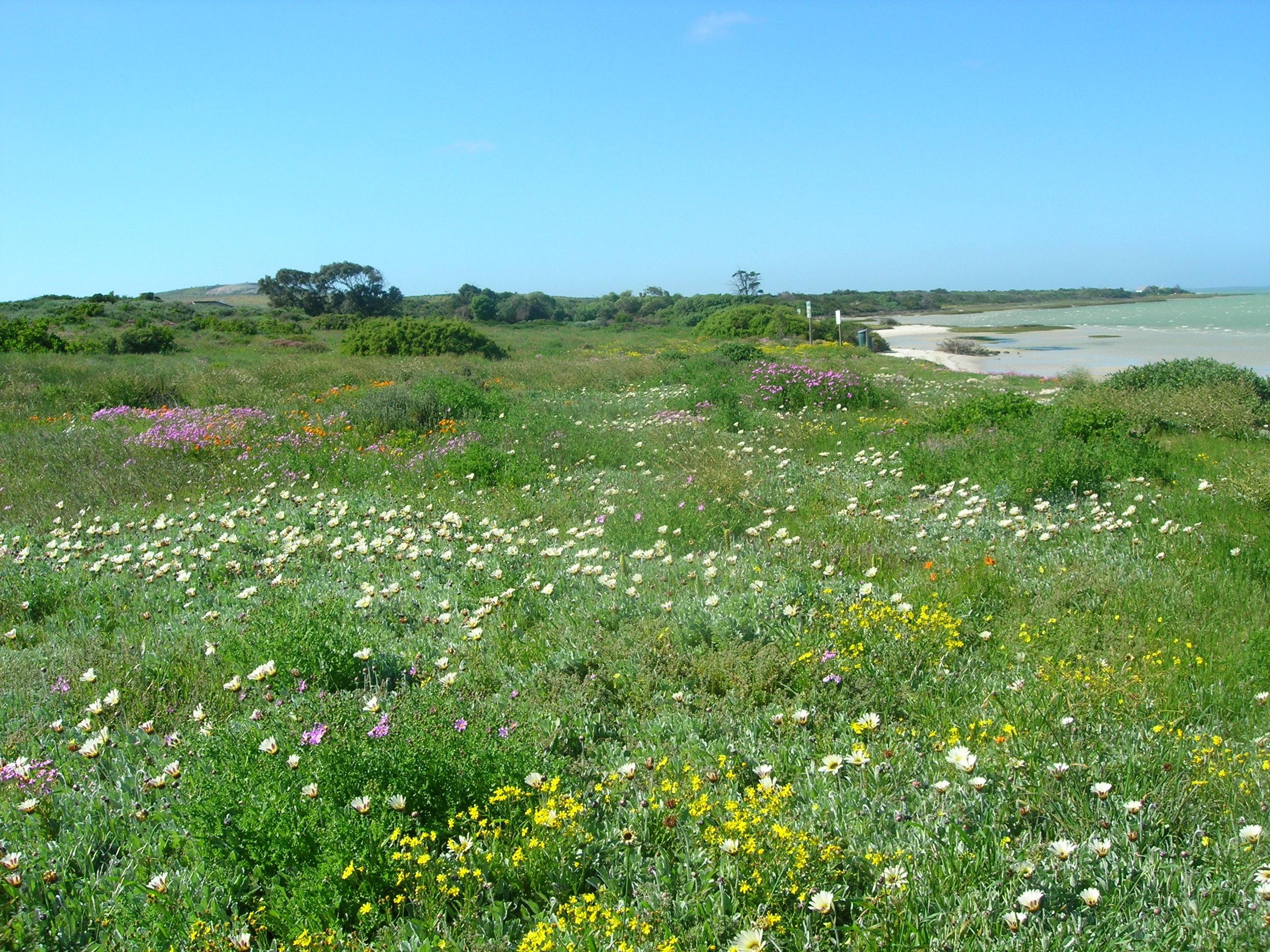 Namaqualand spring wildflowers