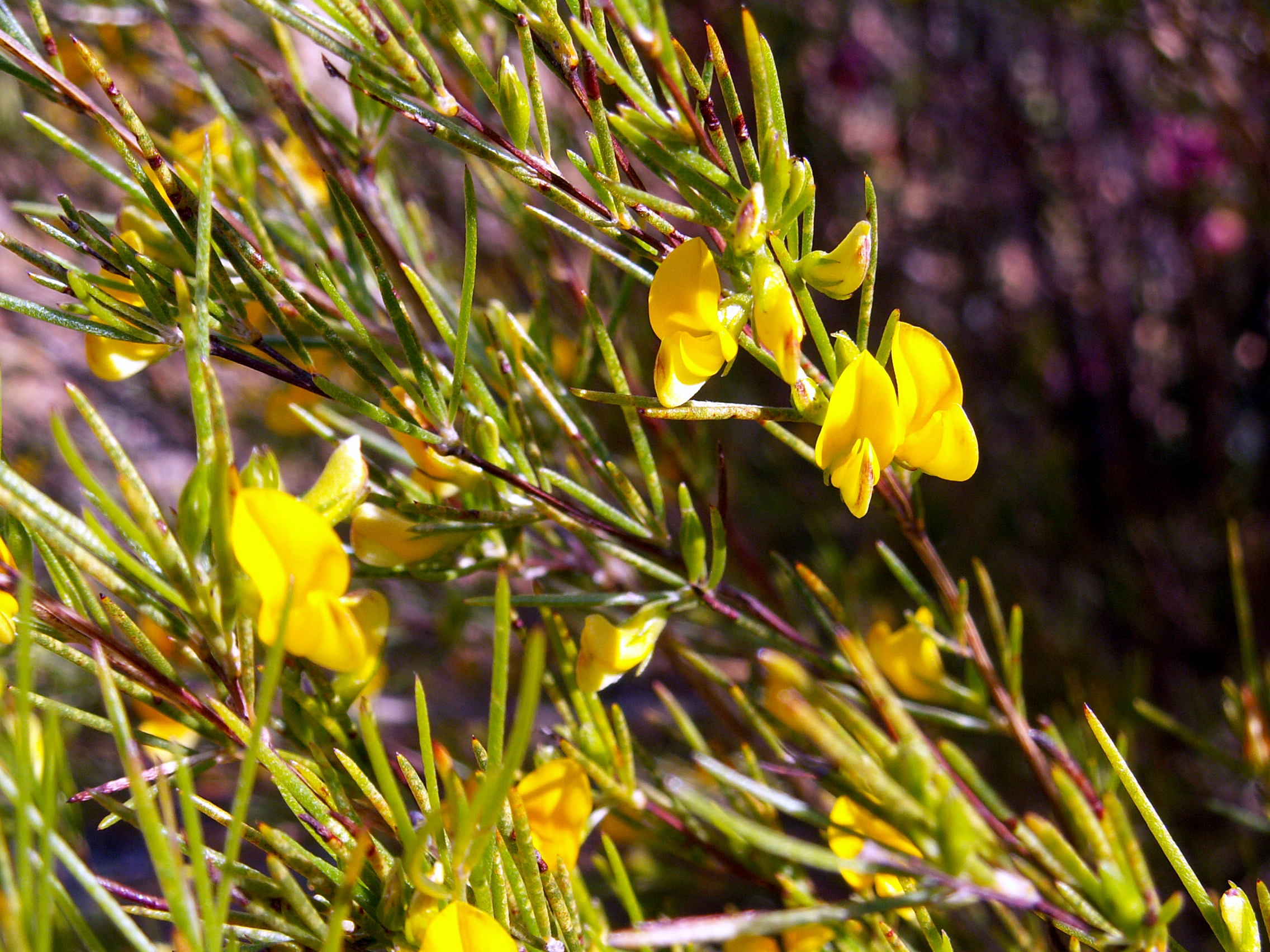 Rooibos (Aspalathus linearis) in flower