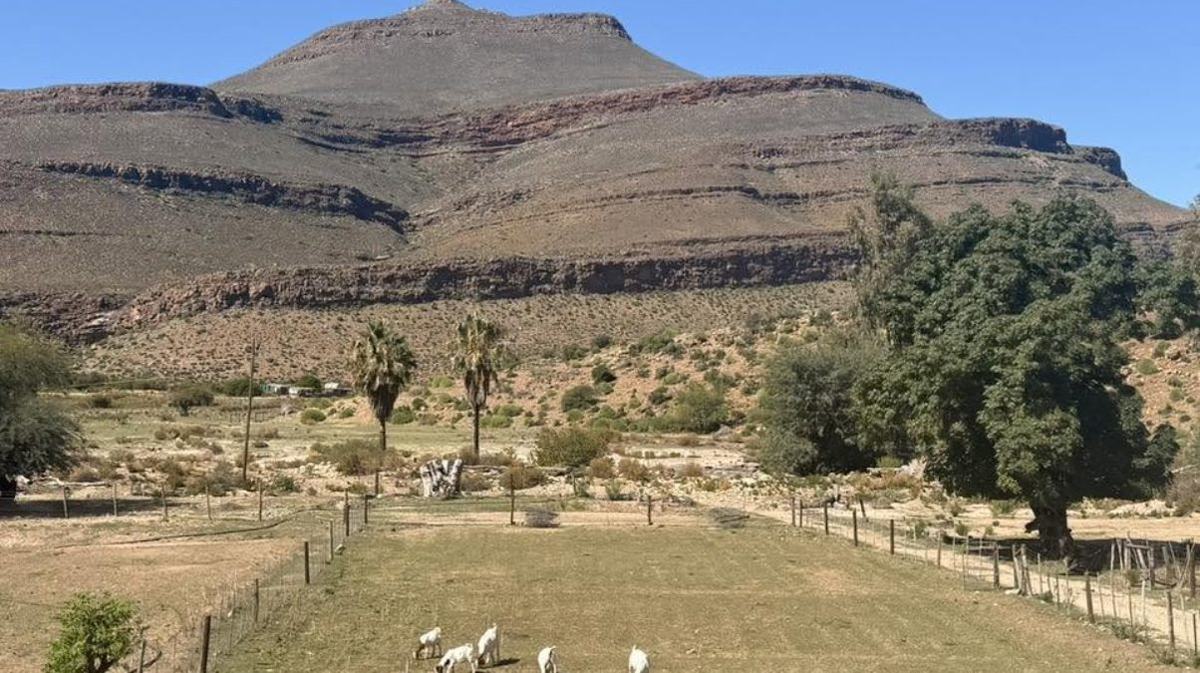 Goats grazing on the valley floor at Wupperthal below the layered Cederberg cliffs